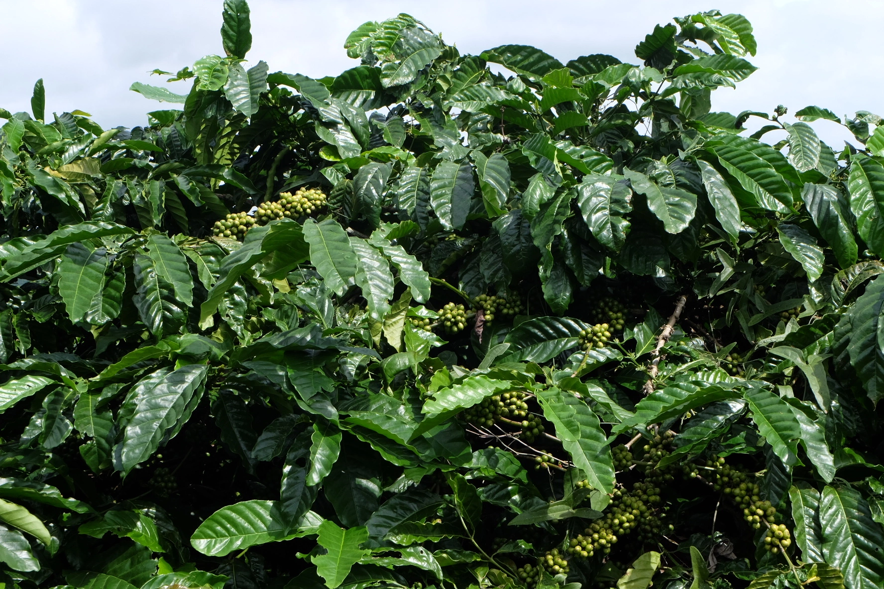 hình ảnh quả cà phê xanh trong vườn cà phê