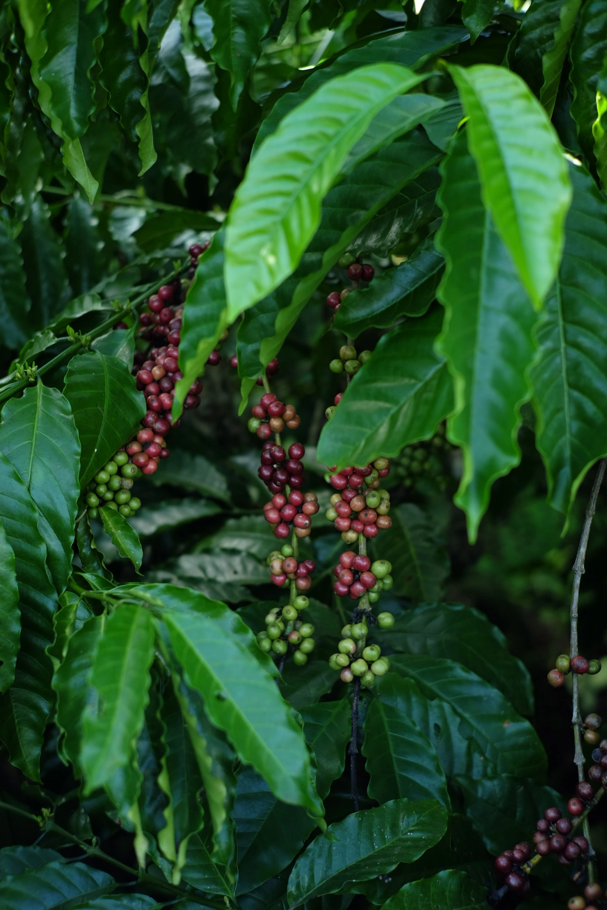 hình ảnh cây cà phê quả chín