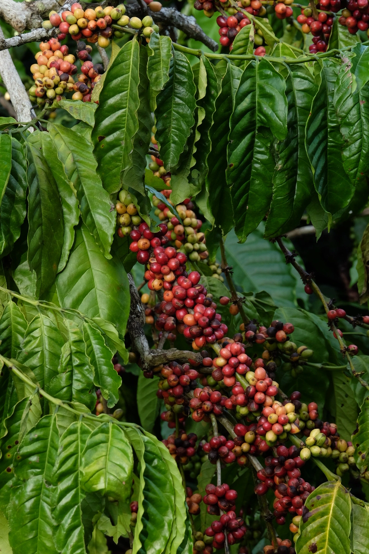 hình ảnh nông dân thu mua cà phê