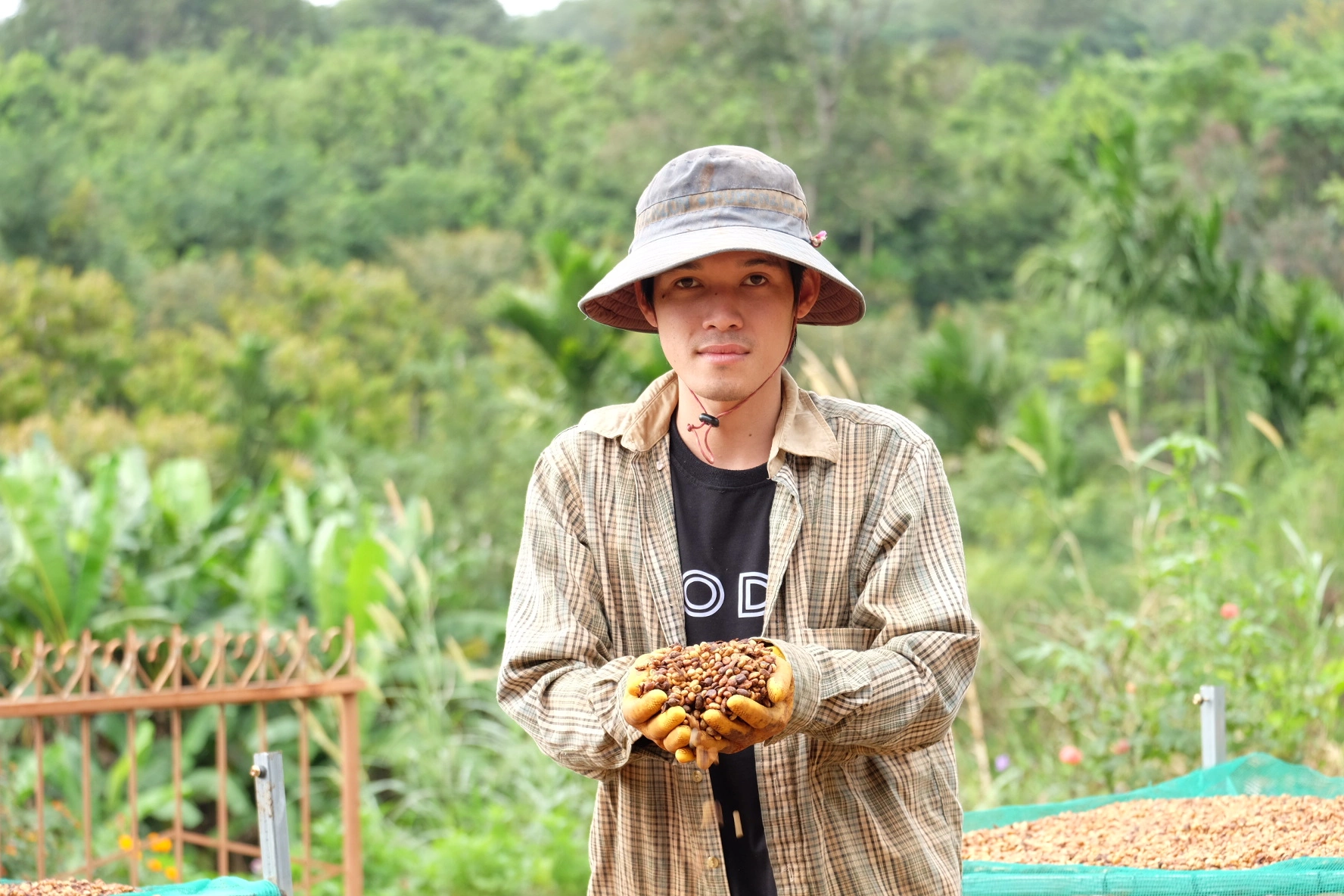 quy trình thu hoạch cà phê tại Codo Farm
