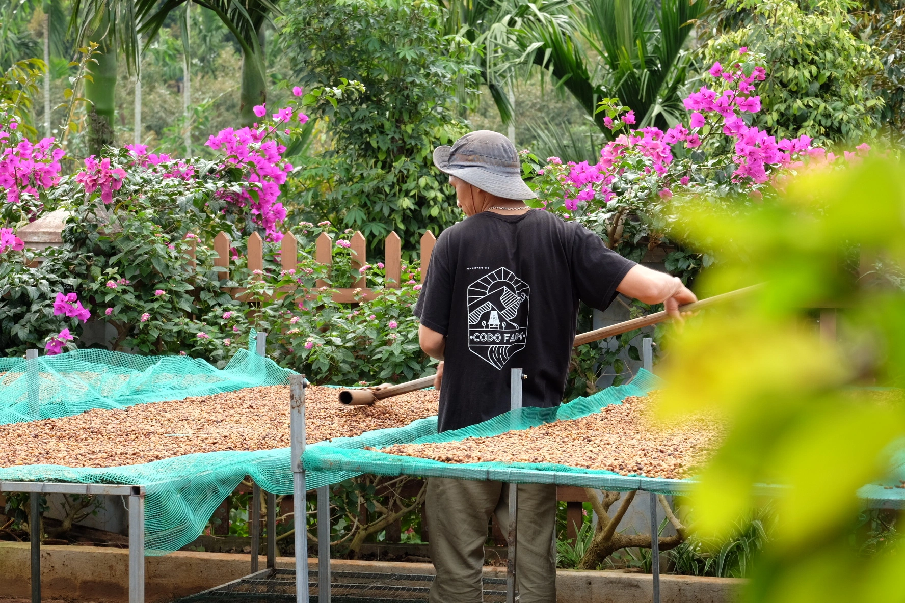 quy trình thu hoạch cà phê tại Codo Farm