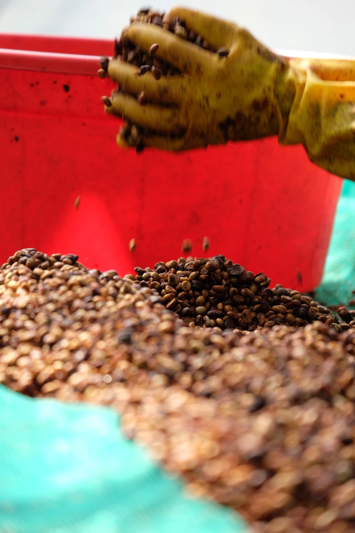 quy trình thu hoạch cà phê tại Codo Farm