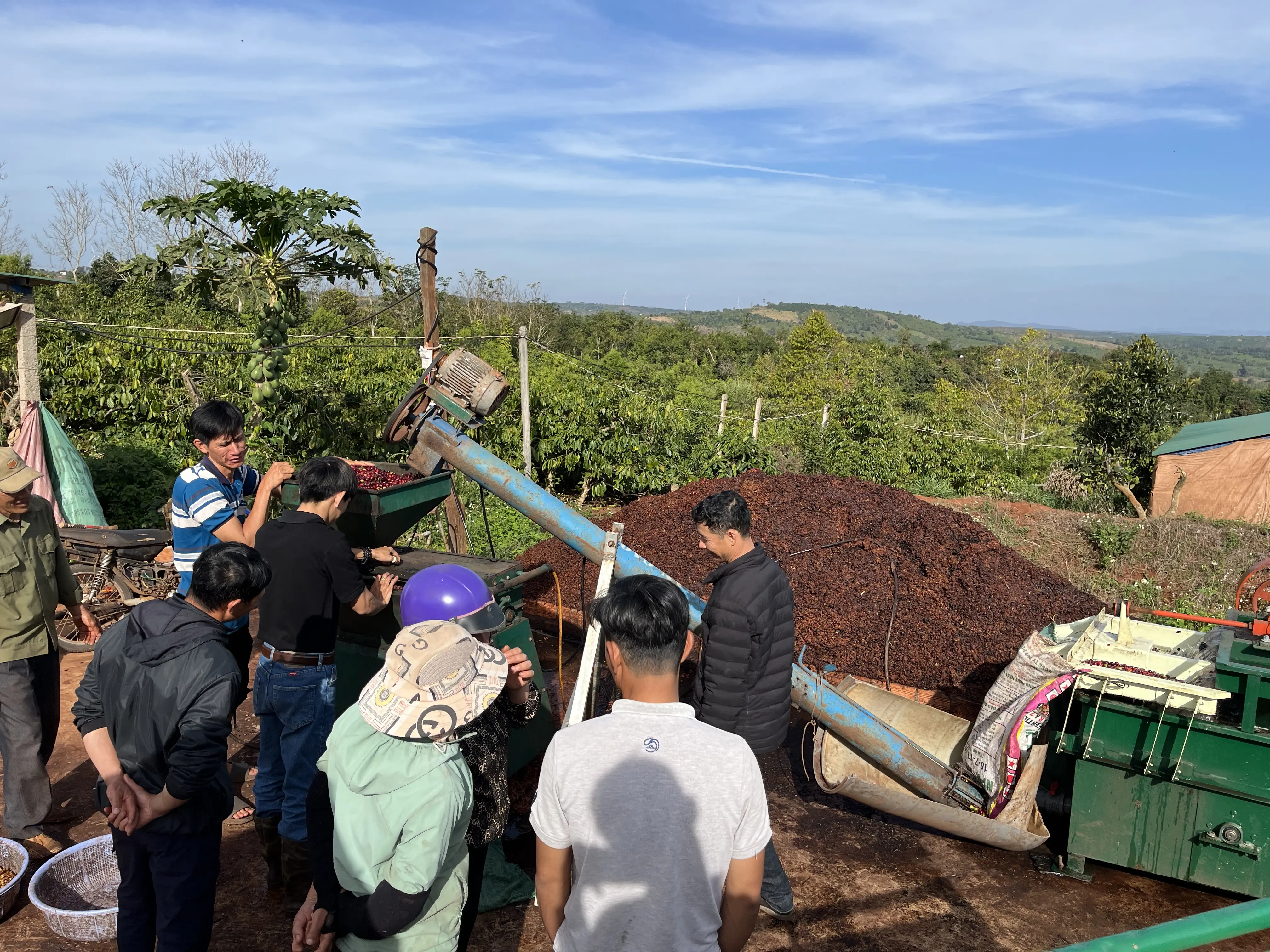 quy trình thu hoạch cà phê tại Codo Farm