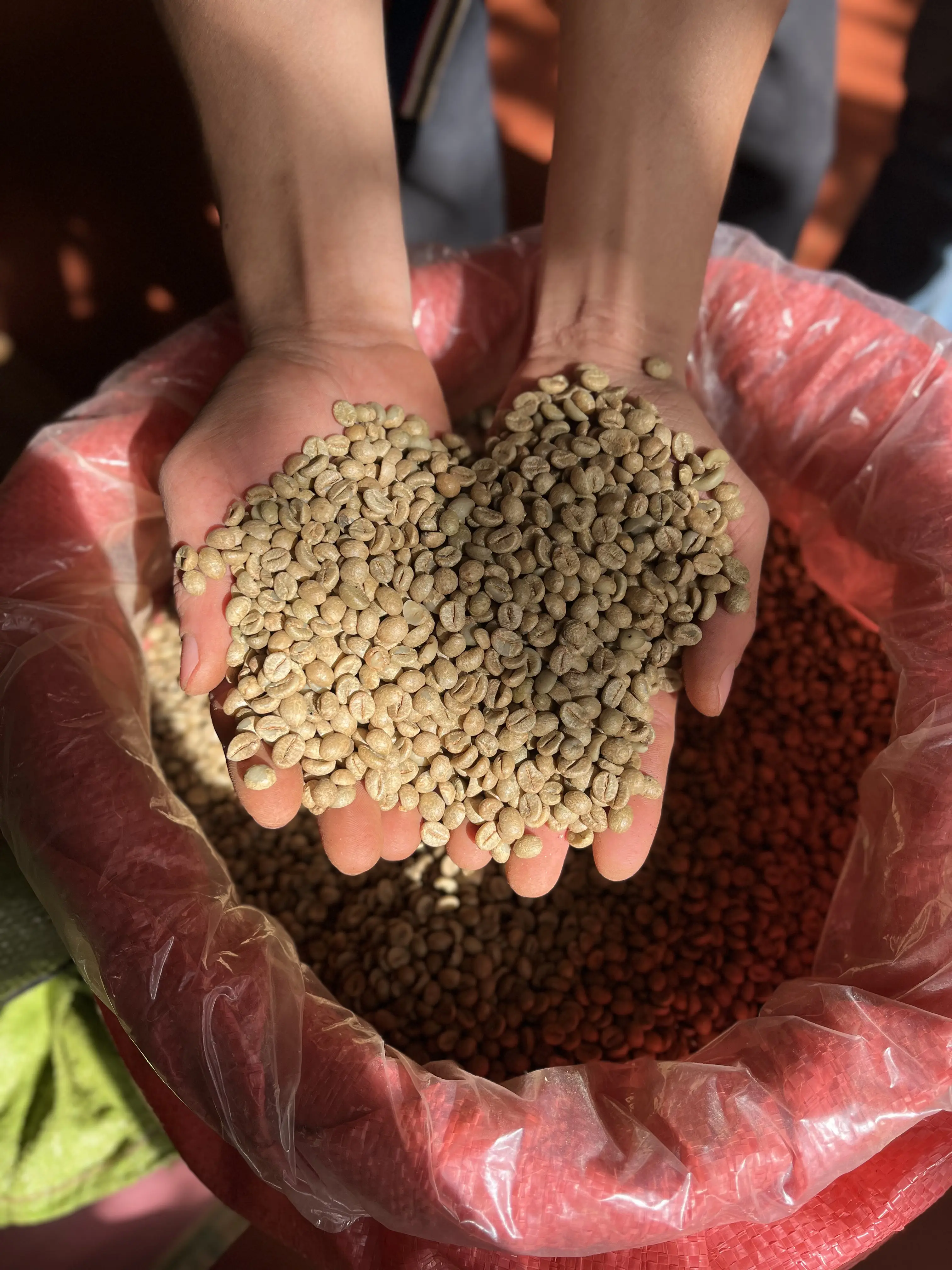 quy trình thu hoạch cà phê tại Codo Farm