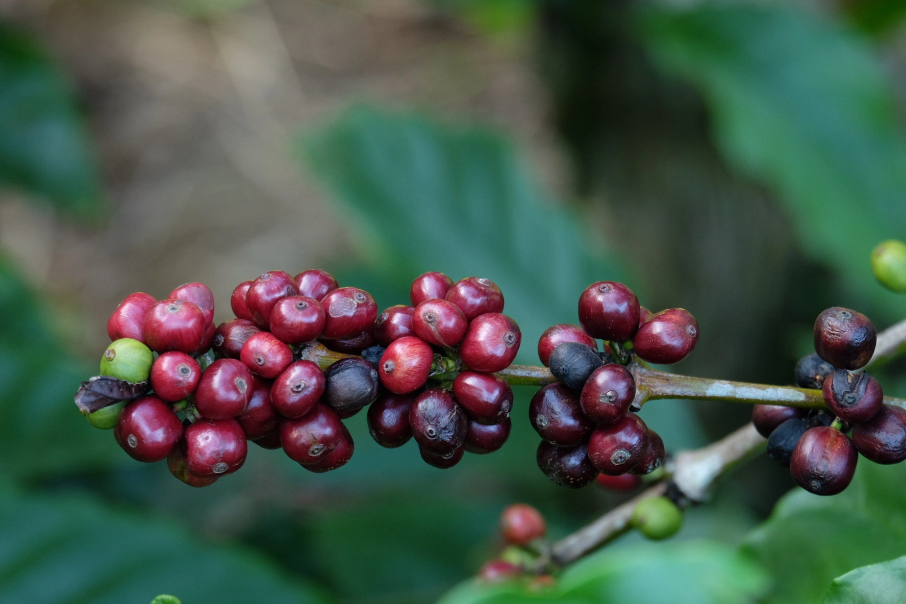 cây cà phê tại codo farm