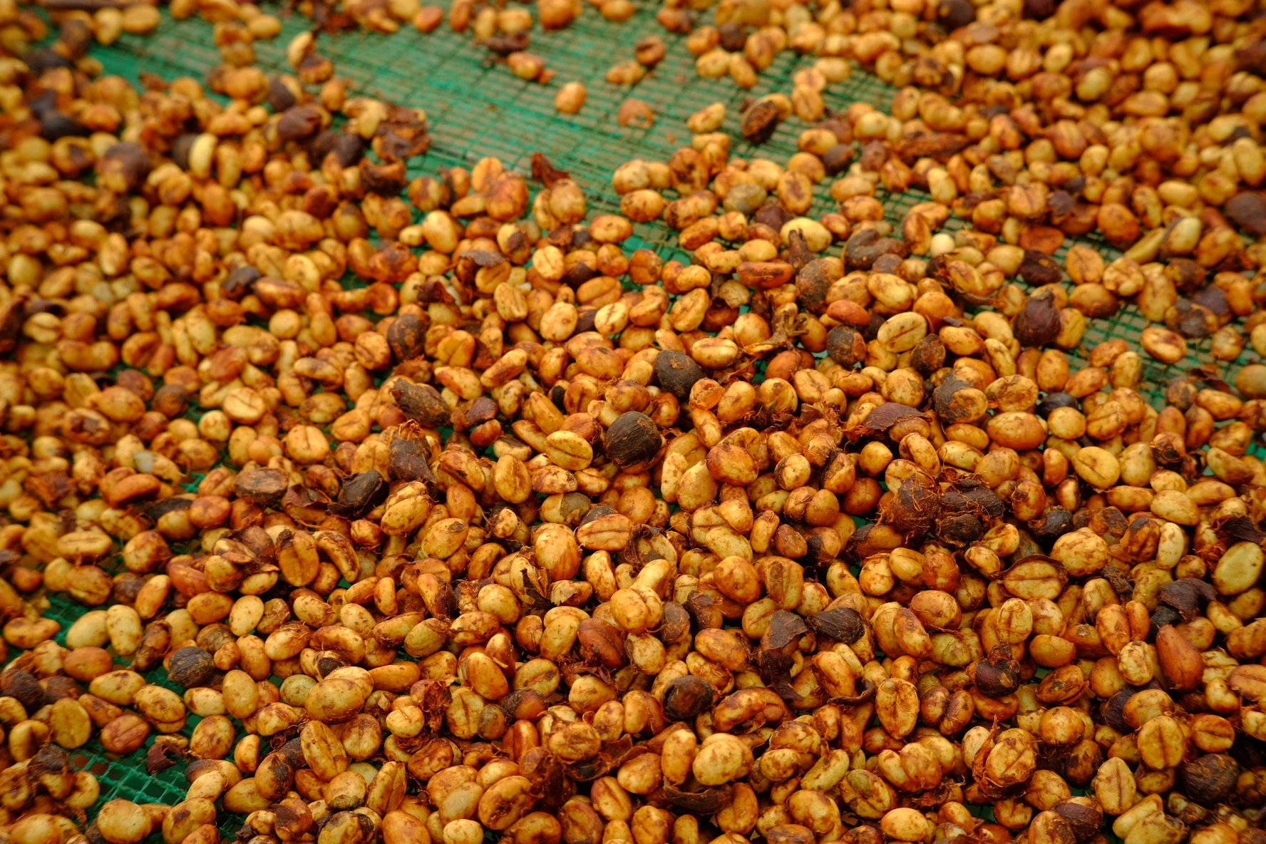 thành phẩm cà phê tại codo farm