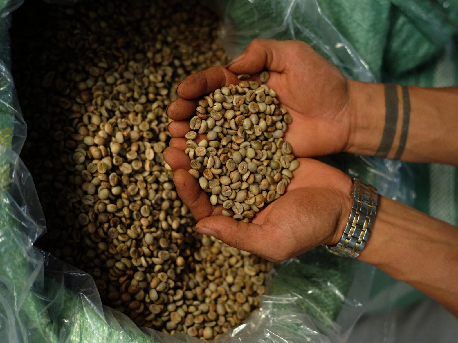 cây cà phê chất lượng cao tại codo farm